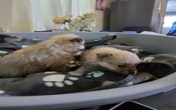 Pomeranian dogs for sale: Pure Breed Pomerian litters . - Image 4