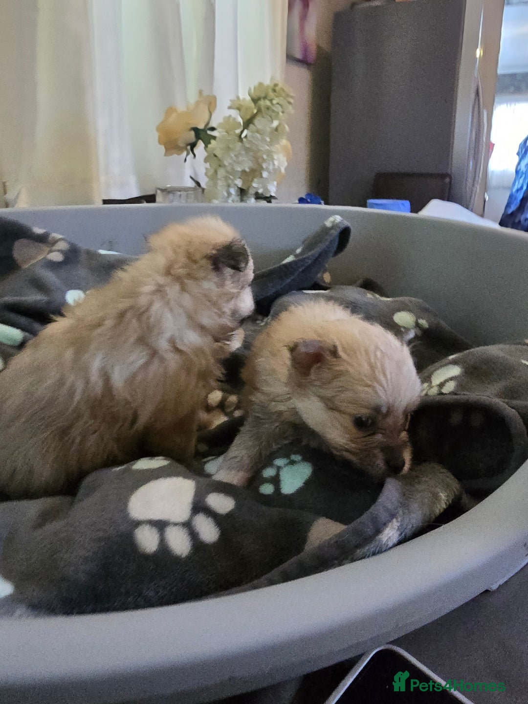 Pomeranian dogs for sale: Pure Breed Pomerian litters . - Image 4