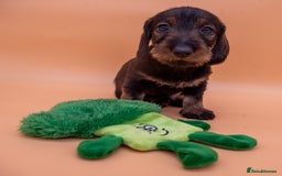 Dachshund dogs for sale: KC Standard Wire-haired Dachshund puppies - Image 21