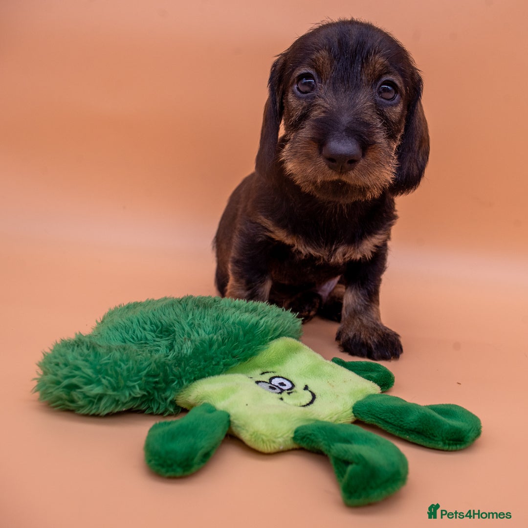 Dachshund dogs for sale: KC Standard Wire-haired Dachshund puppies - Image 21