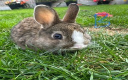 Netherland Dwarf rabbits for sale: Netherland Dwarf Rabbits For Sale  - Image 6