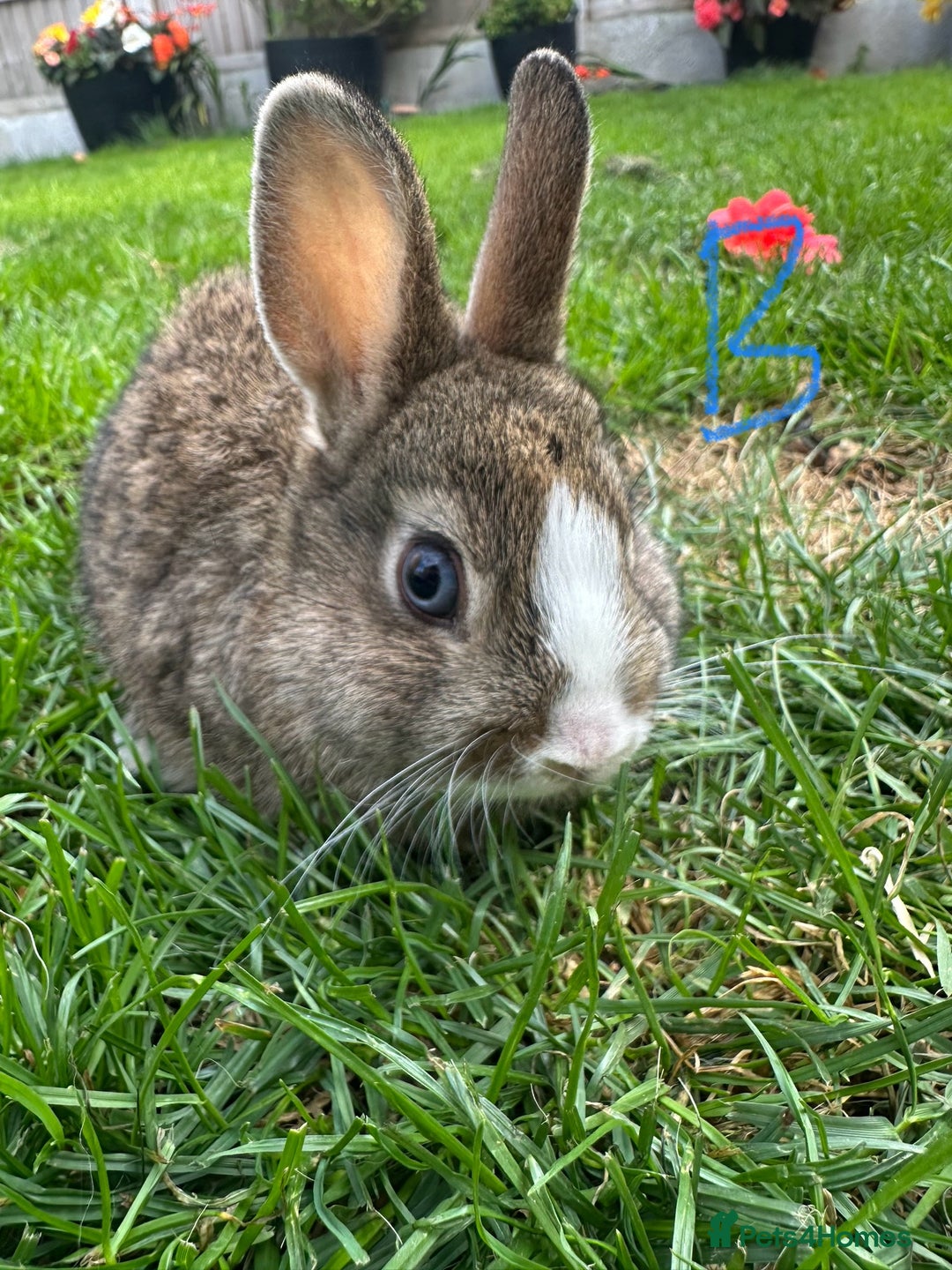 Netherland Dwarf rabbits for sale: Netherland Dwarf Rabbits For Sale  - Image 6