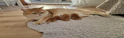 British Shorthair cats for sale: Pedigree BSH Kitten Boy  - Advert 4