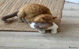 British Shorthair cats for stud: TICA REG CINNAMON UNDER RED STUD  - Advert 5