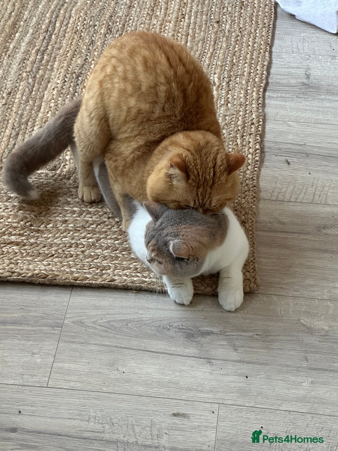 British Shorthair cats for stud: TICA REG CINNAMON UNDER RED STUD  - Advert 5