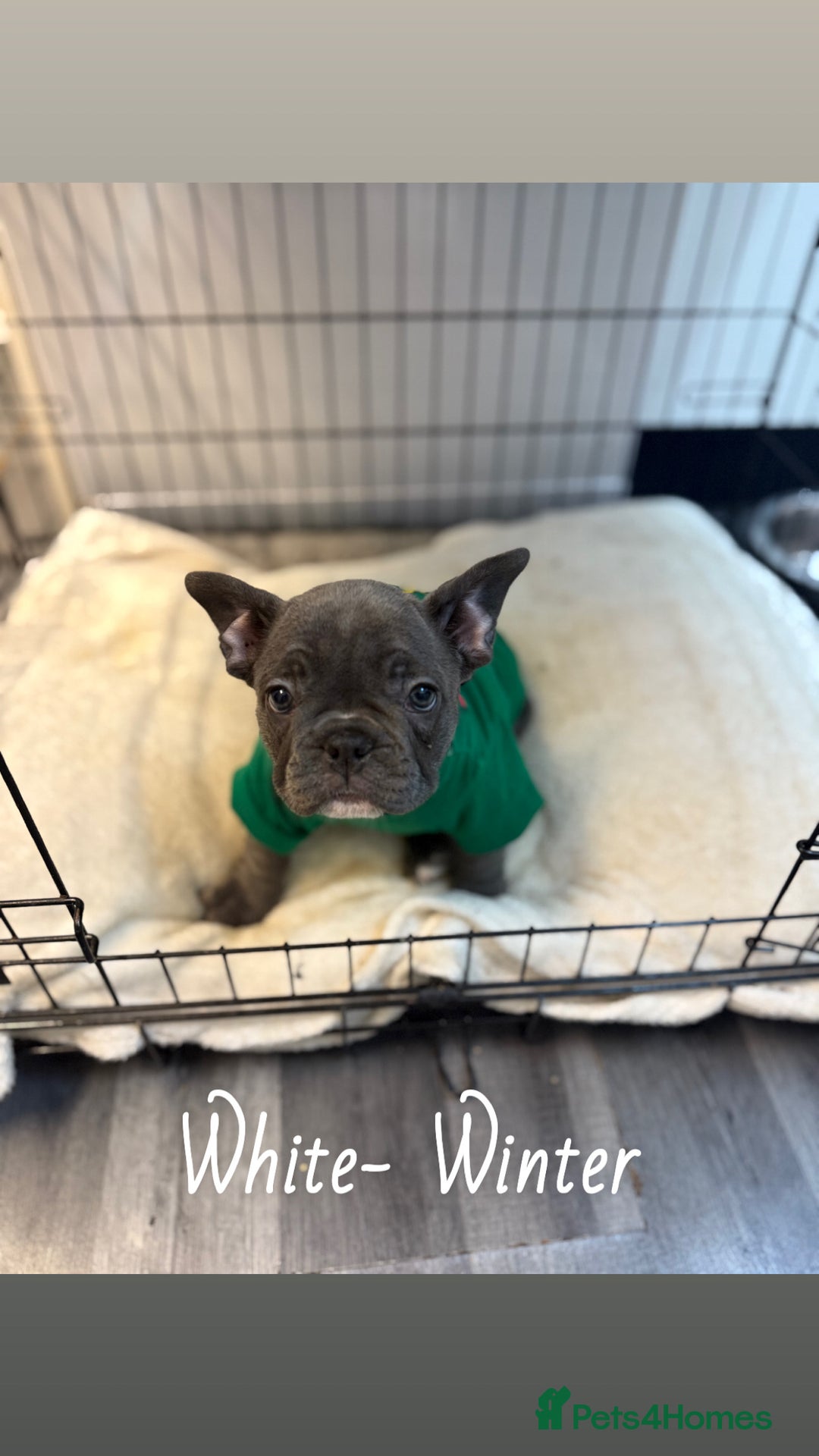French Bulldog dogs for sale: 5 female French Bulldog –9 weeks old💙 🐾 - Advert 15