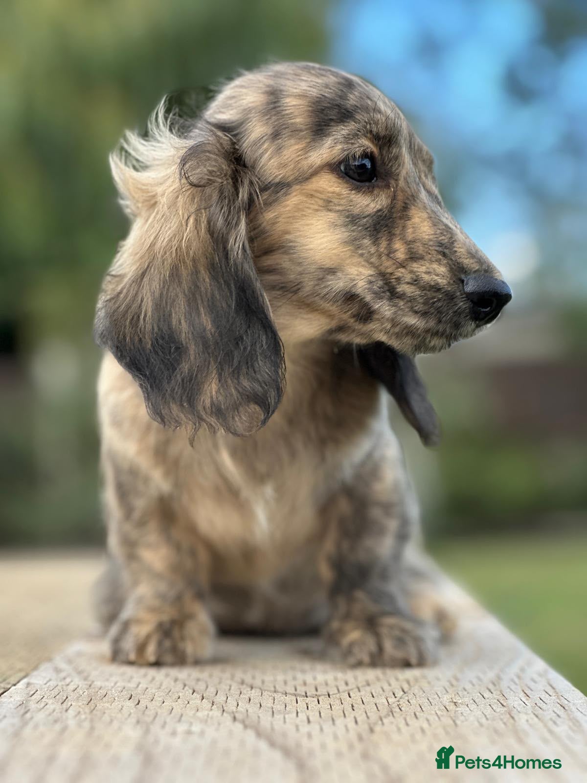 Miniature Dachshund dogs KC mini longhaired brindle dachshunds  - Advert 12
