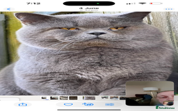 British Shorthair cats for sale: 5 male british blue shorthairs  - Image 7