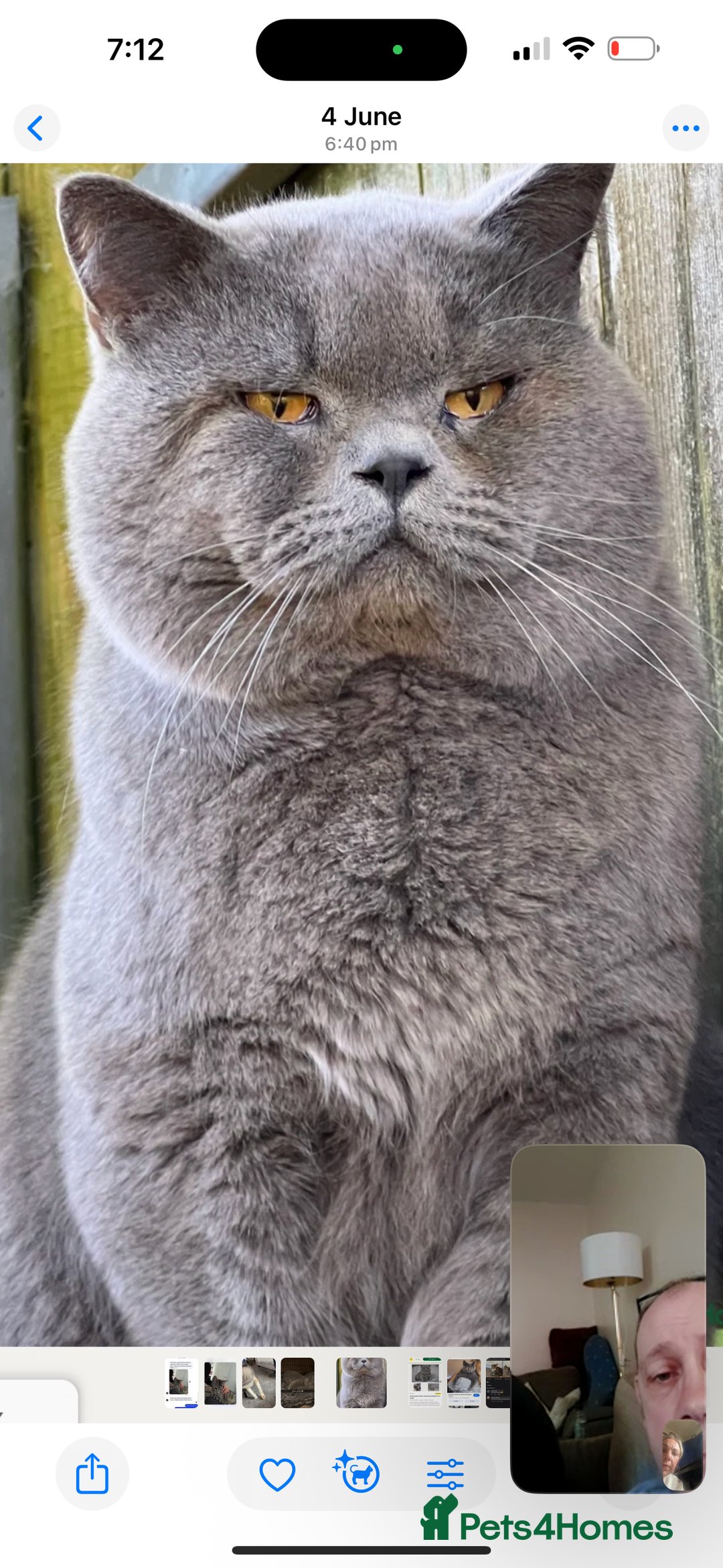 British Shorthair cats for sale: 5 male british blue shorthairs  - Image 7