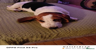 Basset Hound dogs - Advert 15