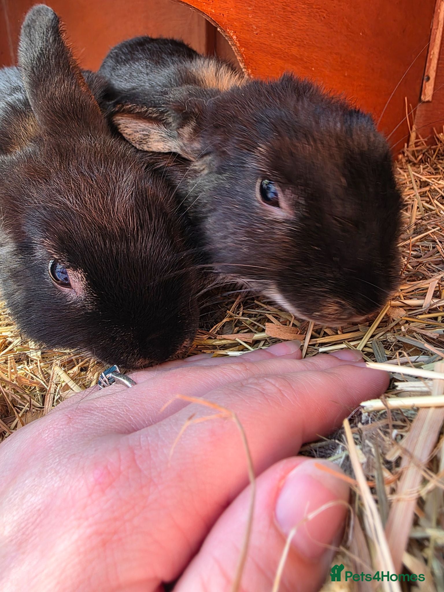 Mixed Breed rabbits Half Mini lop rabbits - Advert 1