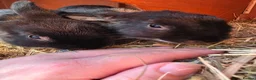 Mixed Breed rabbits for sale: Little black beauties, ready now!  - Advert 2