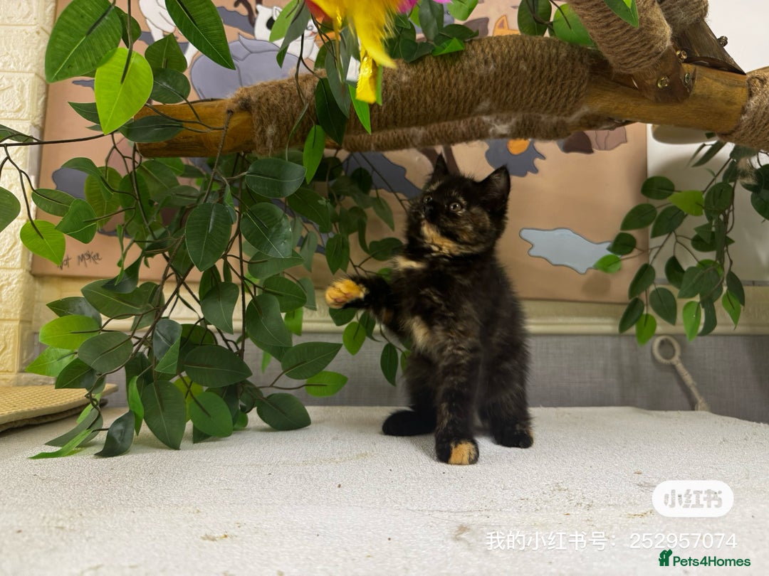 British Shorthair cats for sale: British Shorthair Kittens Looking for Loving Homes - Image 3