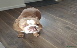 English Bulldog dogs for sale: British Bulldog  - Image 3