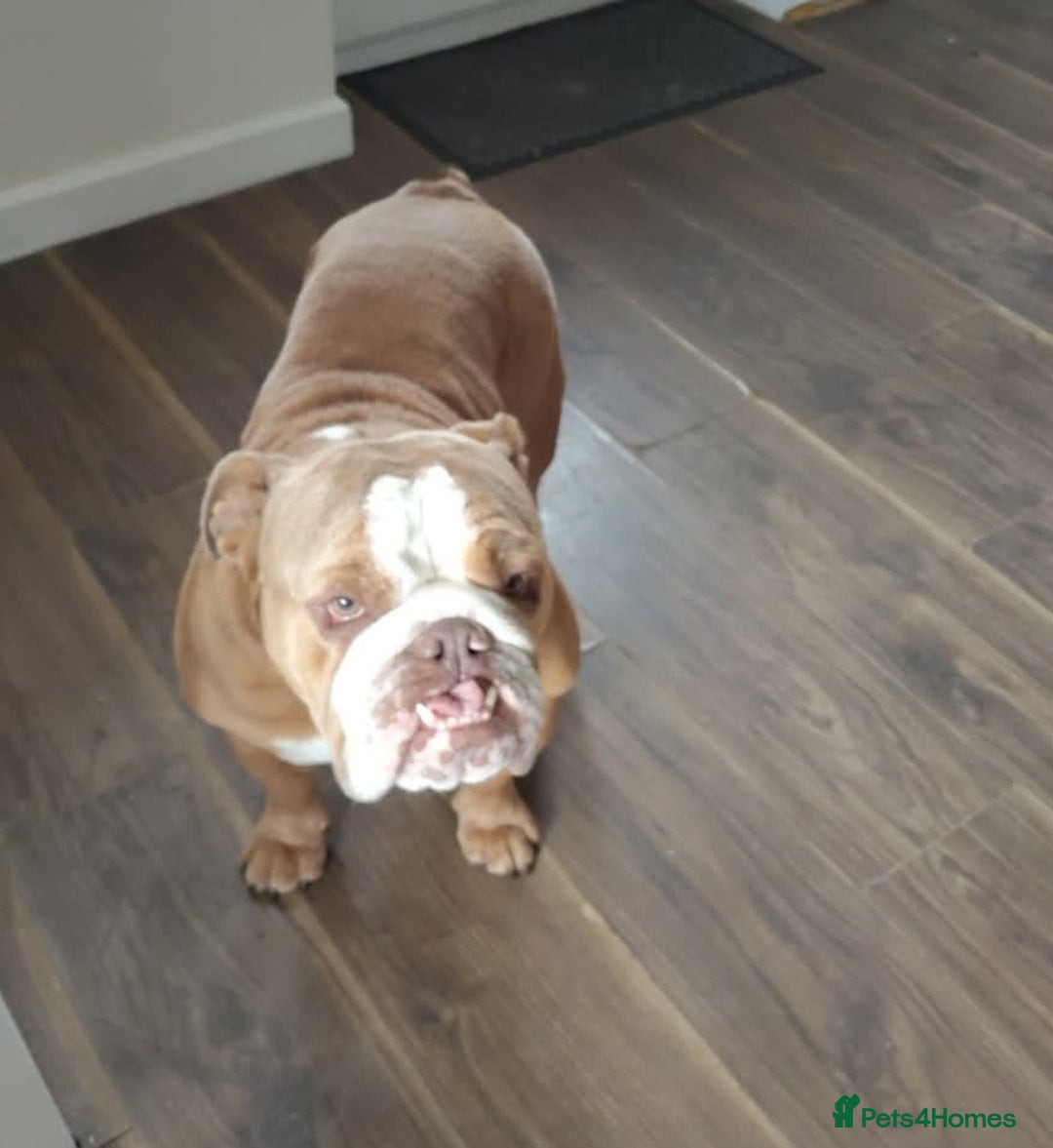 English Bulldog dogs for sale: British Bulldog  - Image 3