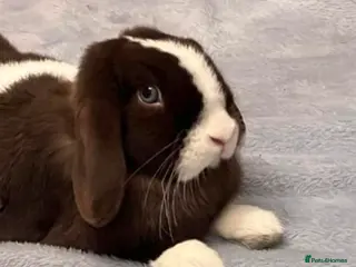 Mini Lop rabbits Neutered doe - Advert 6