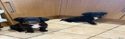 Sheepadoodle dogs for sale: Stunning Sheepadoodle puppies  - Advert 14