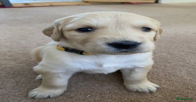 Golden Retriever dogs - Advert 10