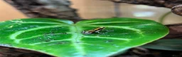 Frog reptiles for sale: Various Amphibians At Urban Exotics - Advert 7