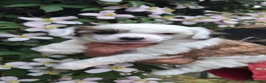 Chinese Crested Puppy 3