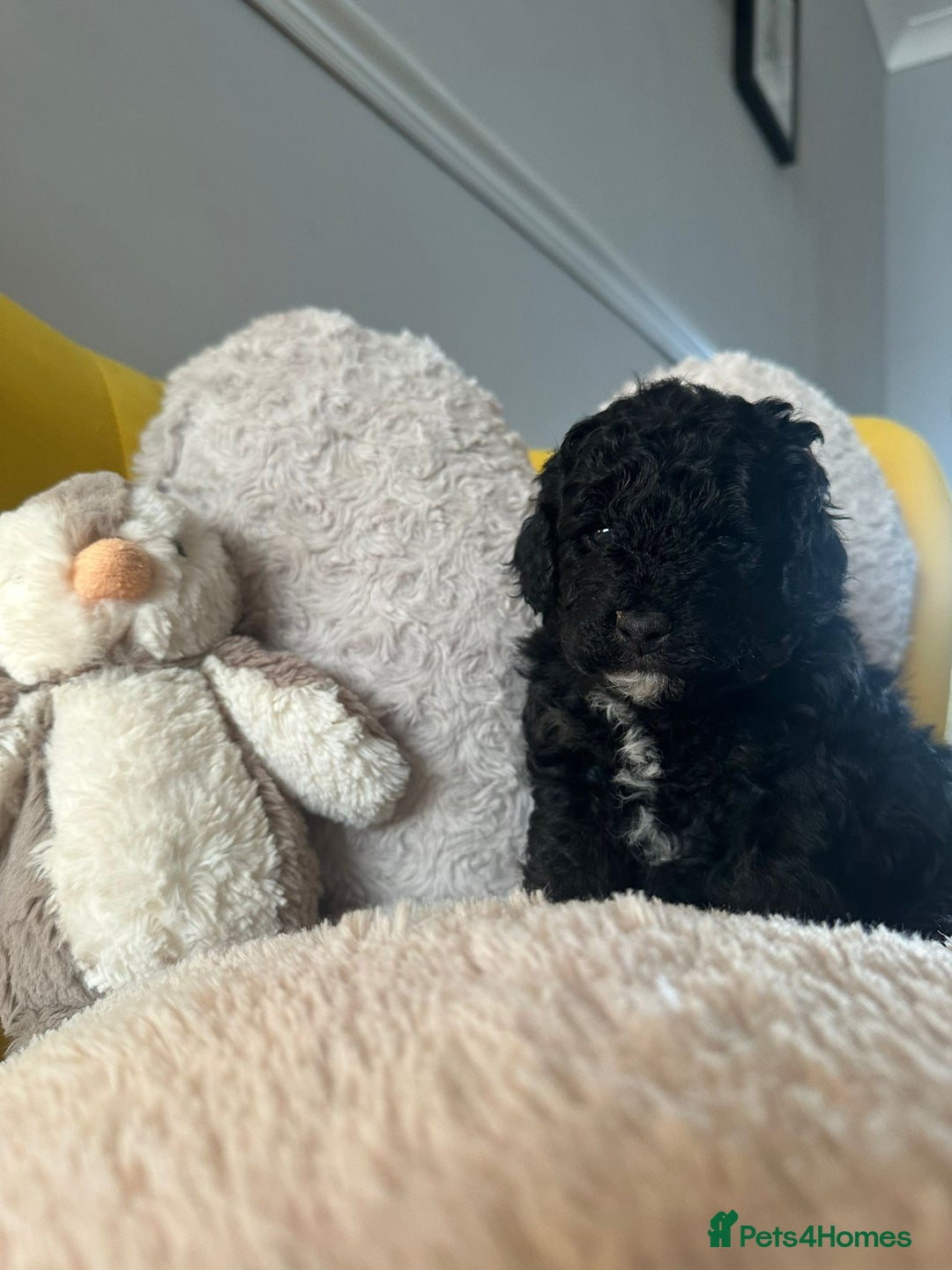 Schnoodle dogs for sale: TOY SCHNOODLE PUPPIES  - Advert 5