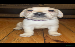 Labrador Retriever dogs for sale: Fully vaccinated chunky pedigree pups  - Advert 22