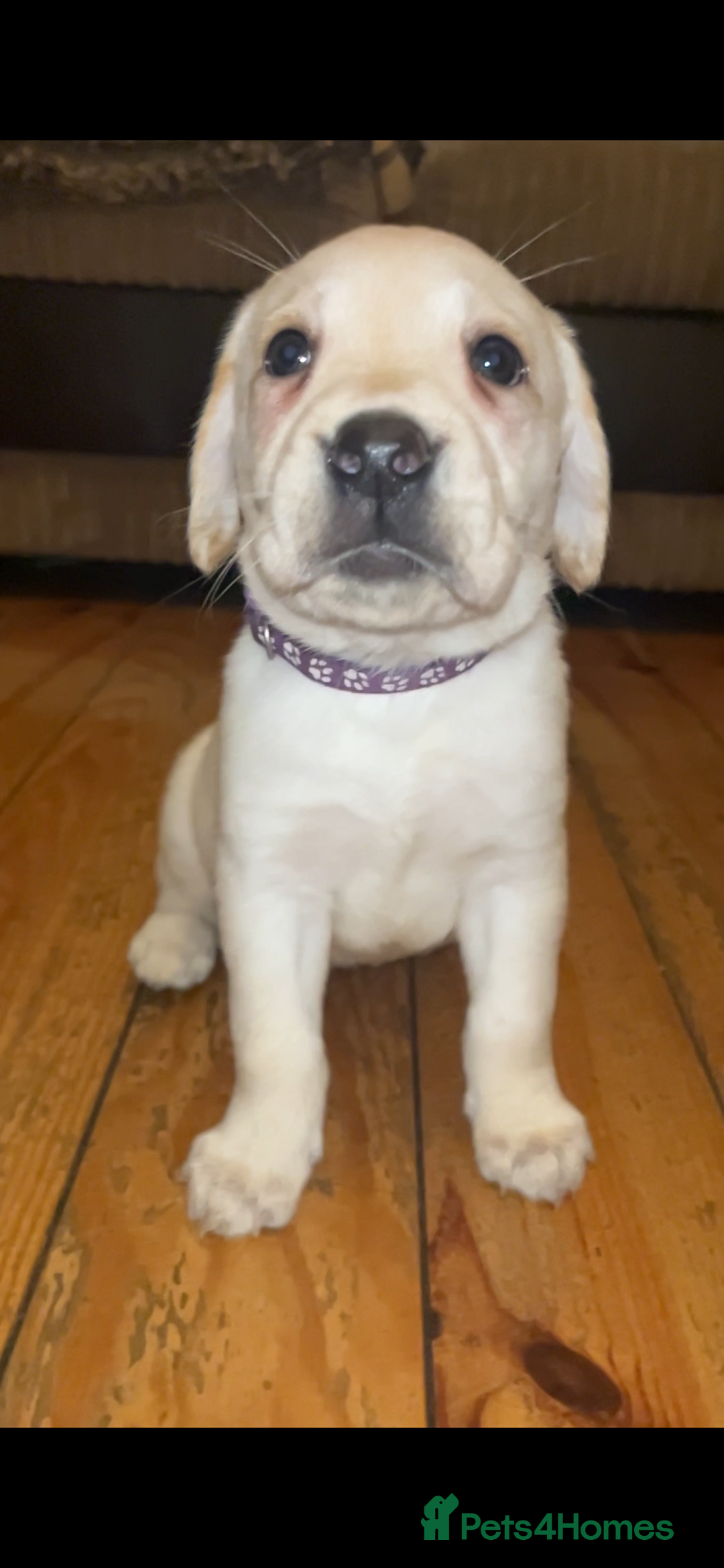 Labrador Retriever dogs for sale: Fully vaccinated chunky pedigree pups  - Advert 22
