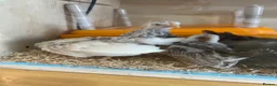 Chickens poultry for sale: Serama chicks and hatching eggs  - Advert 14