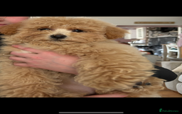 Poochon dogs for sale: Poochon  - Image 5
