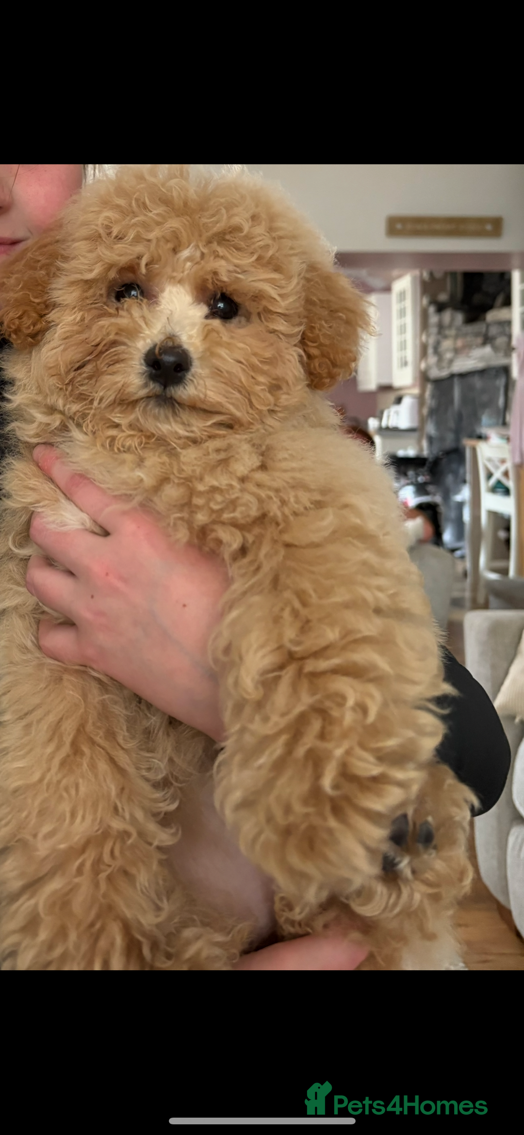 Poochon dogs for sale: Poochon  - Image 5