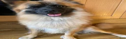 Mixed Breed dogs for sale:     German Spitz x Pomeranian | Loving Family Dog  in London - Advert 4