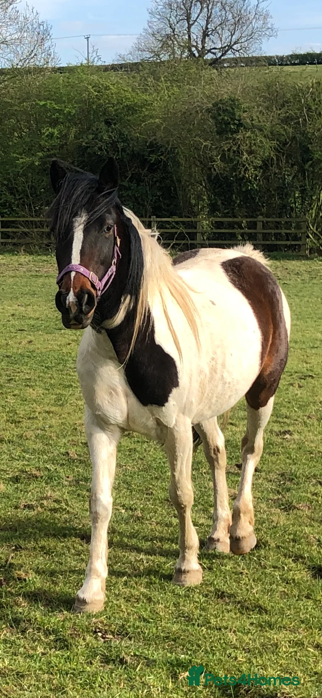 Other Breed horses for sale: FLOSSIE BEAUTIFUL SKEWBALD HOMEBRED MARE  - Advert 3