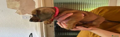 Puppy 1