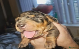 Dachshund dogs for sale: Beautiful litter of miniature daschunds  - Advert 9