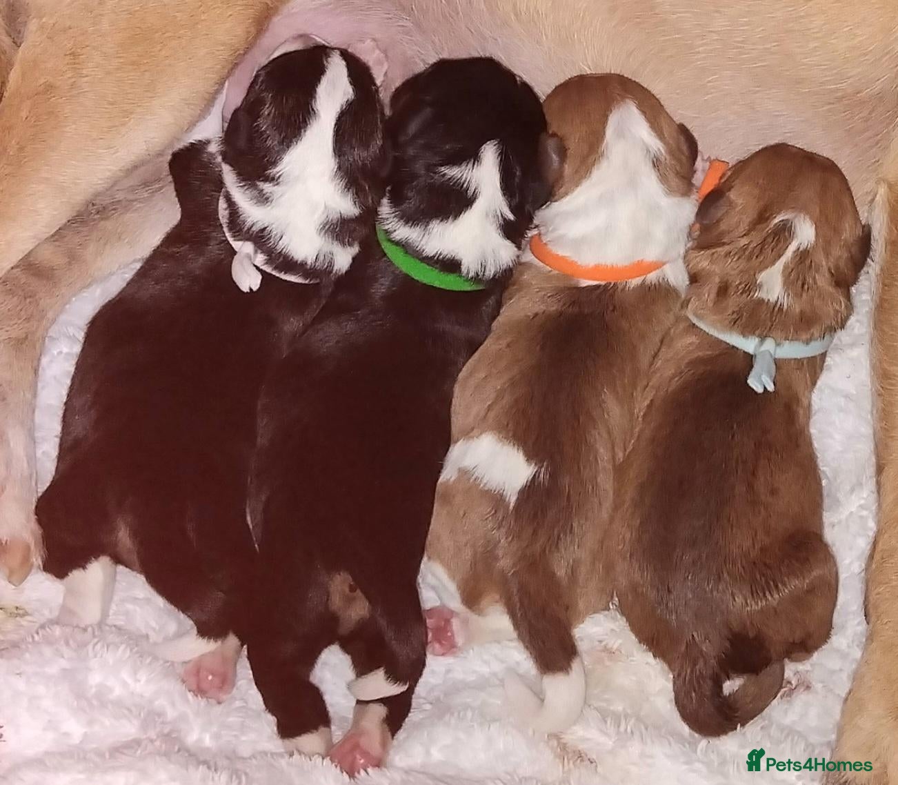 Jack Russell dogs 🐾 Miniture Jack russell pups 🐾 - Advert 2