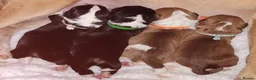 Jack Russell dogs for sale: 🐾 Miniture Jack russell pups 🐾 - Advert 1