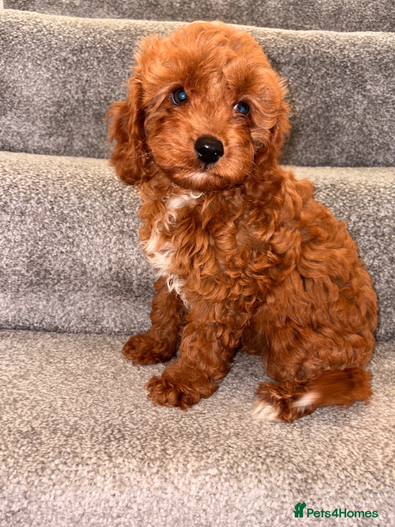 Cavapoo dogs 5⭐️Health Cleared Deep red Toy Cavapoo puppy’s  - Advert 4