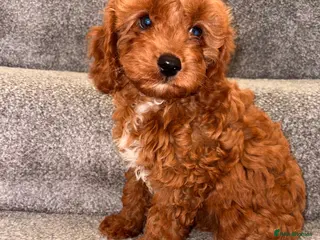 Cavapoo dogs 5⭐️Health Cleared Deep red Toy Cavapoo puppy’s - Advert 2