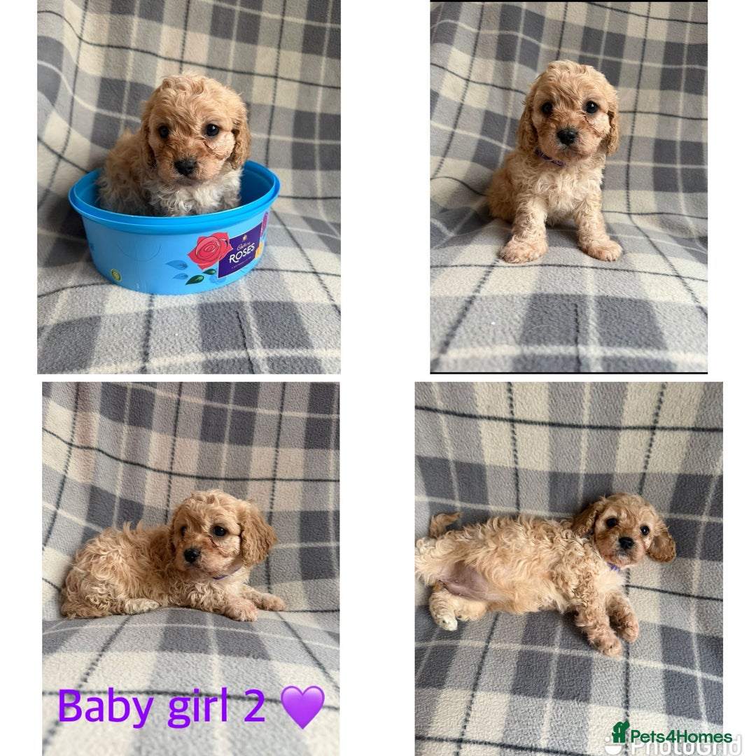 Cavapoo dogs for sale: Beautiful toy cavapoo puppies - Advert 11