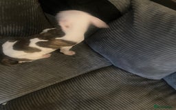American Bulldog dogs for sale: american bulldog puppies - Image 9