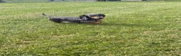 Miniature Dachshund dogs for sale: Minature dachshunds !  - Advert 8