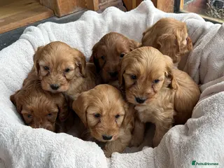 Cockapoo dogs Gorgeous F1 Cockapoo Puppies DNA Tested Parents - Advert 1