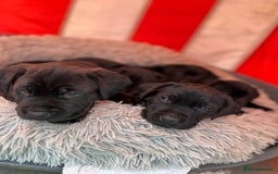 Labrador Retriever dogs for sale: Beautiful Labrador  - Image 7