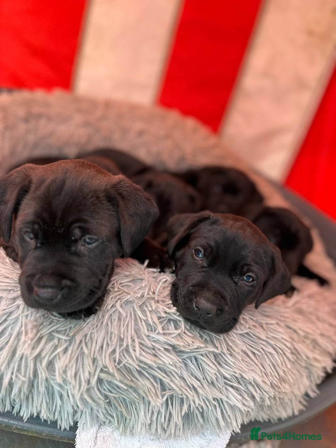 Labrador Retriever dogs for sale: Beautiful Labrador  - Image 7