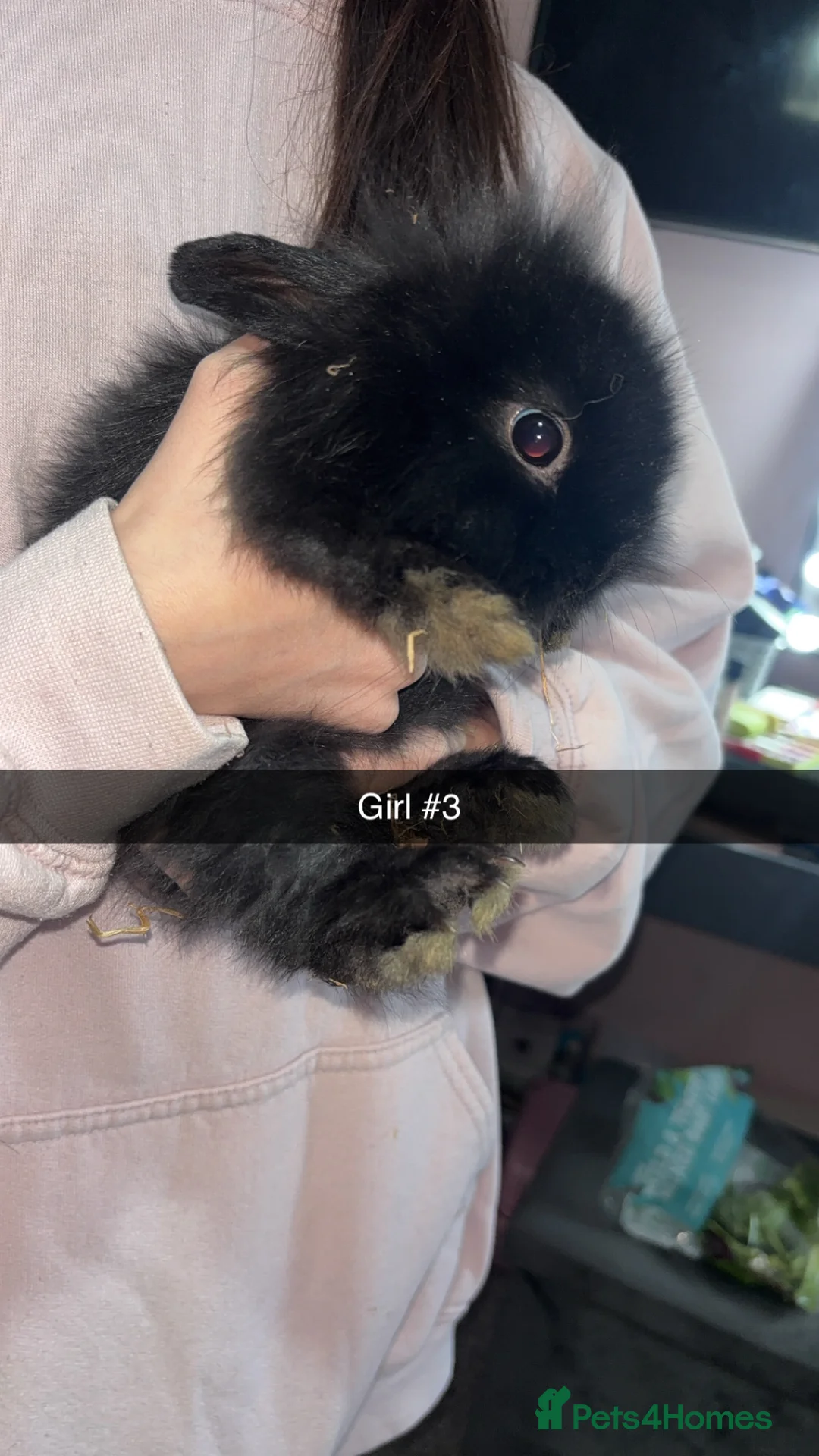 Mixed Breed rabbits for sale: 5 gorgeous baby bunnies up for sale  - Advert 1