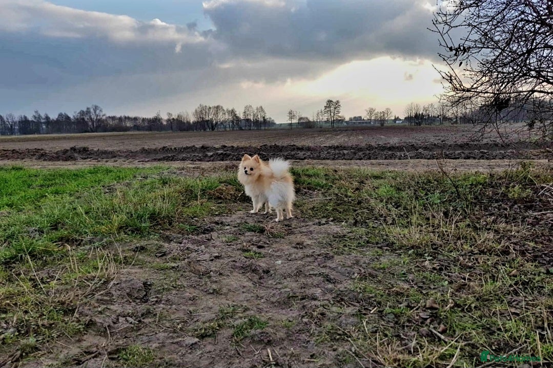 Pomeranian dogs GUCCI STUD in Bradford - Advert 18