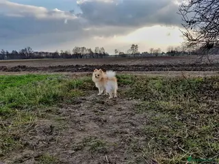 Pomeranian dogs GUCCI STUD in Bradford - Advert 7