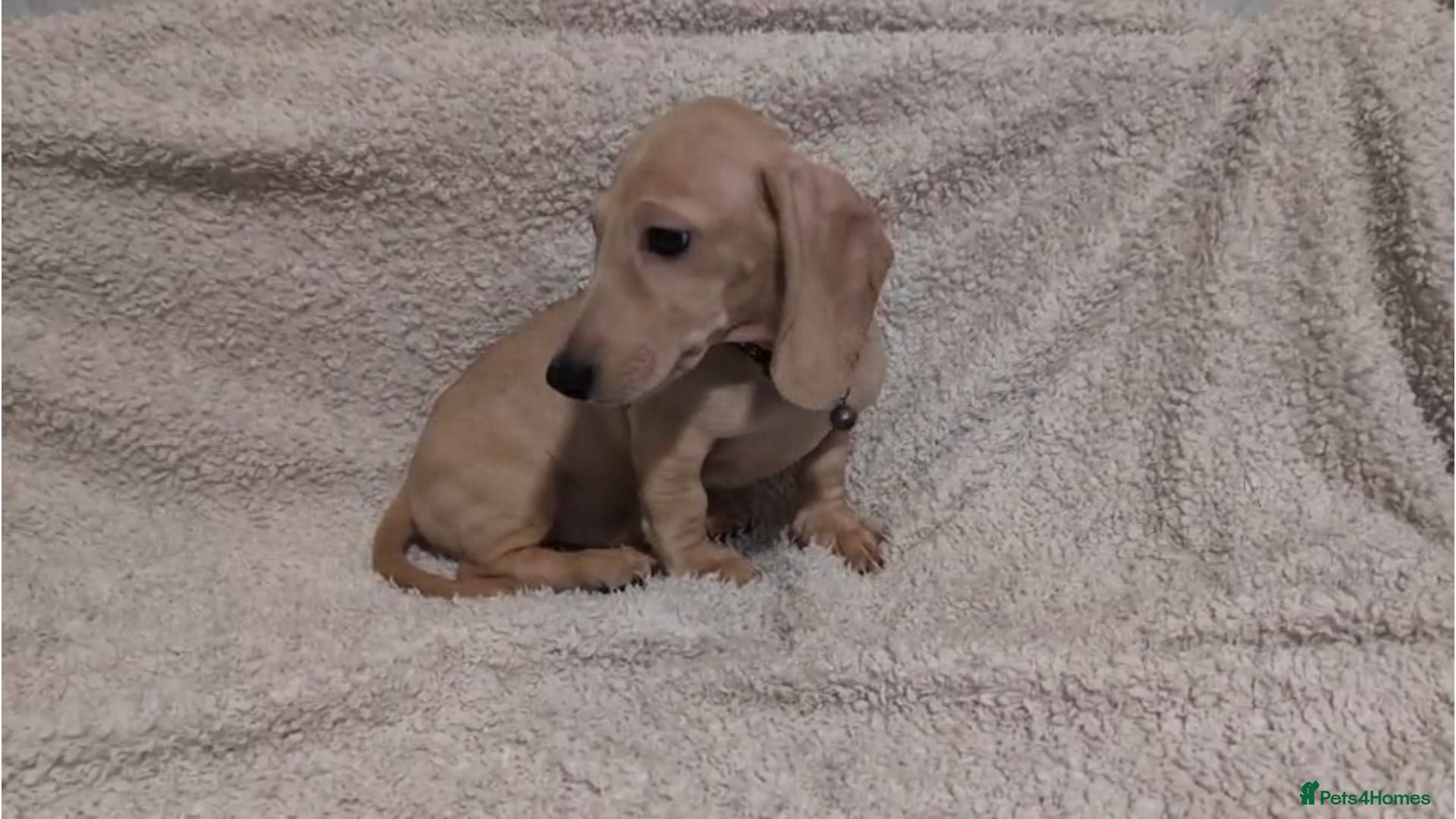 Miniature Dachshund dogs Cream Mini Dachshund Puppies KC Reg - Advert 1
