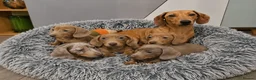 Dachshund dogs for sale: 5 Beautiful dachshund puppies 🩷💙3 boys 2 girls  - Advert 7