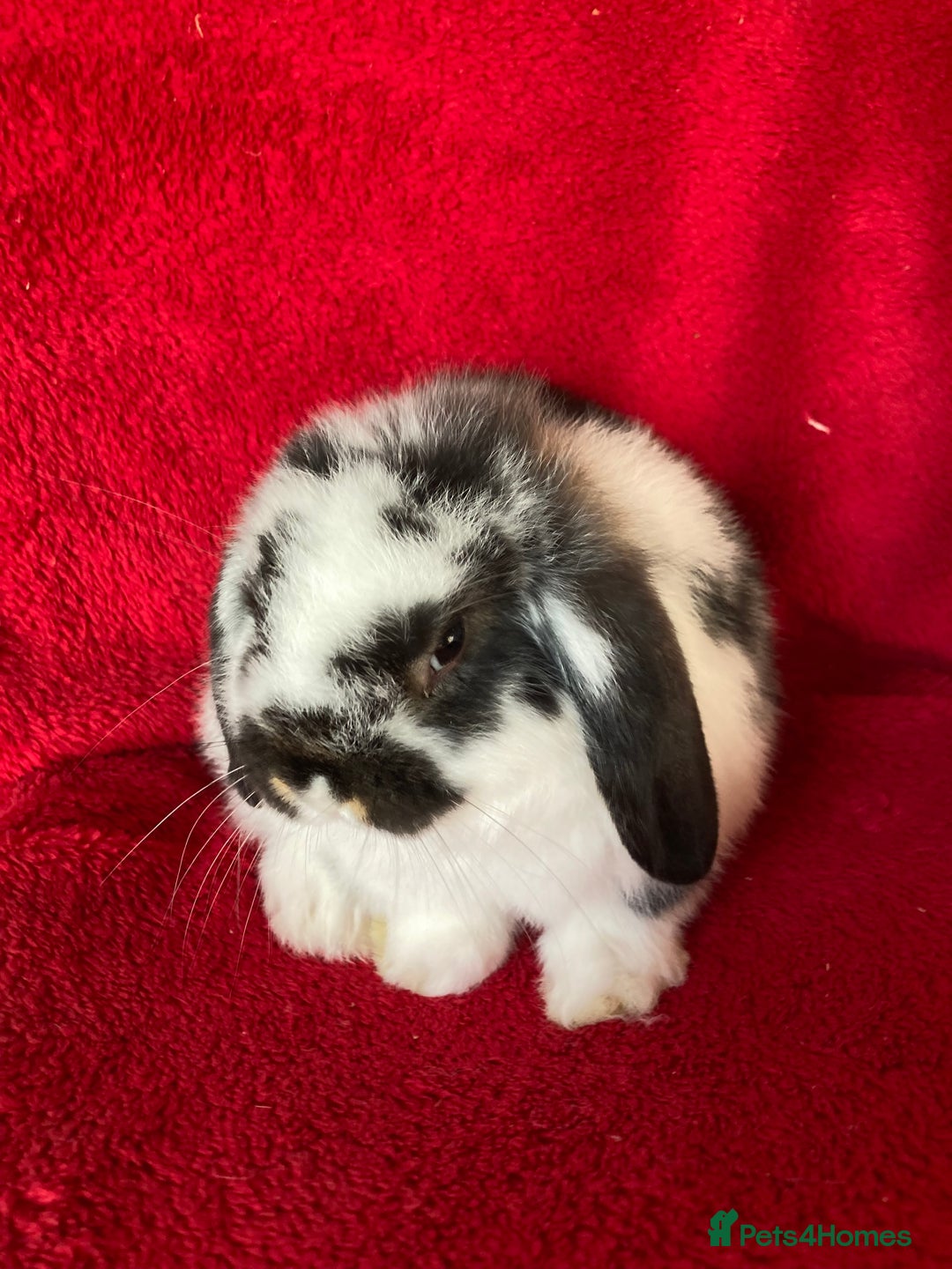 Mini Lop rabbits for sale: Adorable Pure Mini Lop Rabbit - Image 3
